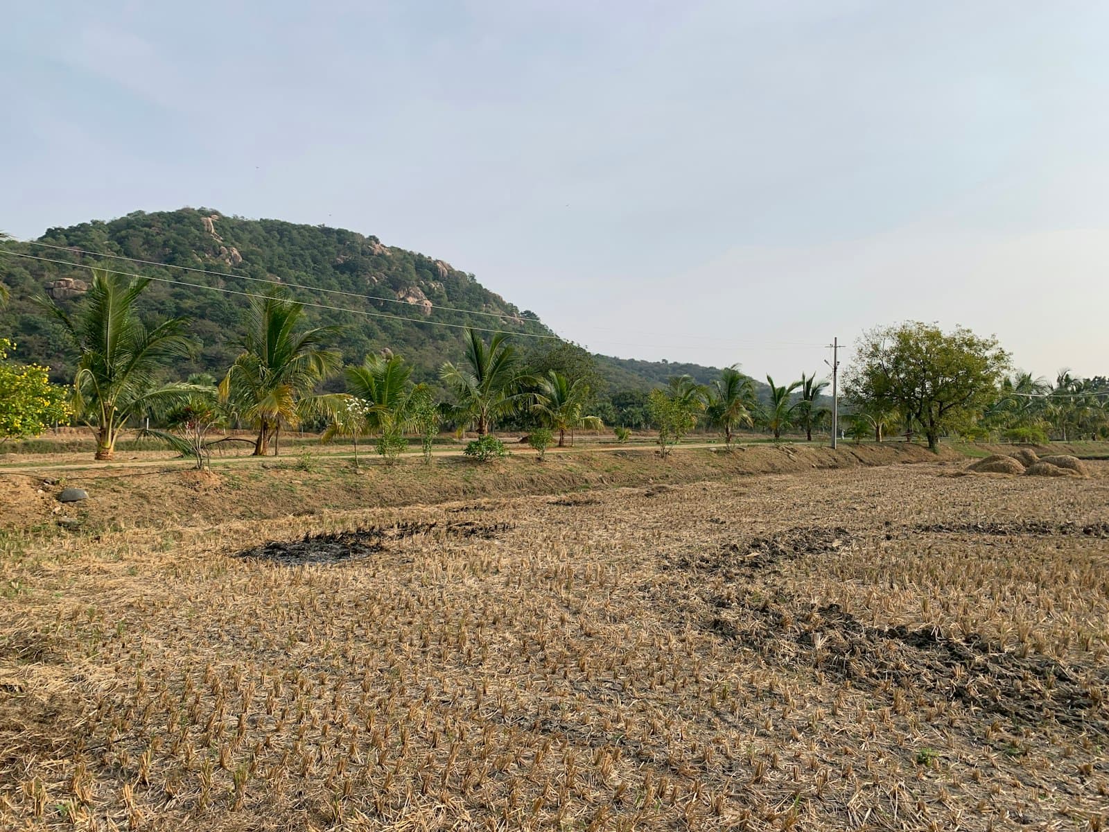 Harvested open field with a row of palms and a boulder-strewn hill behind under a hazy sky