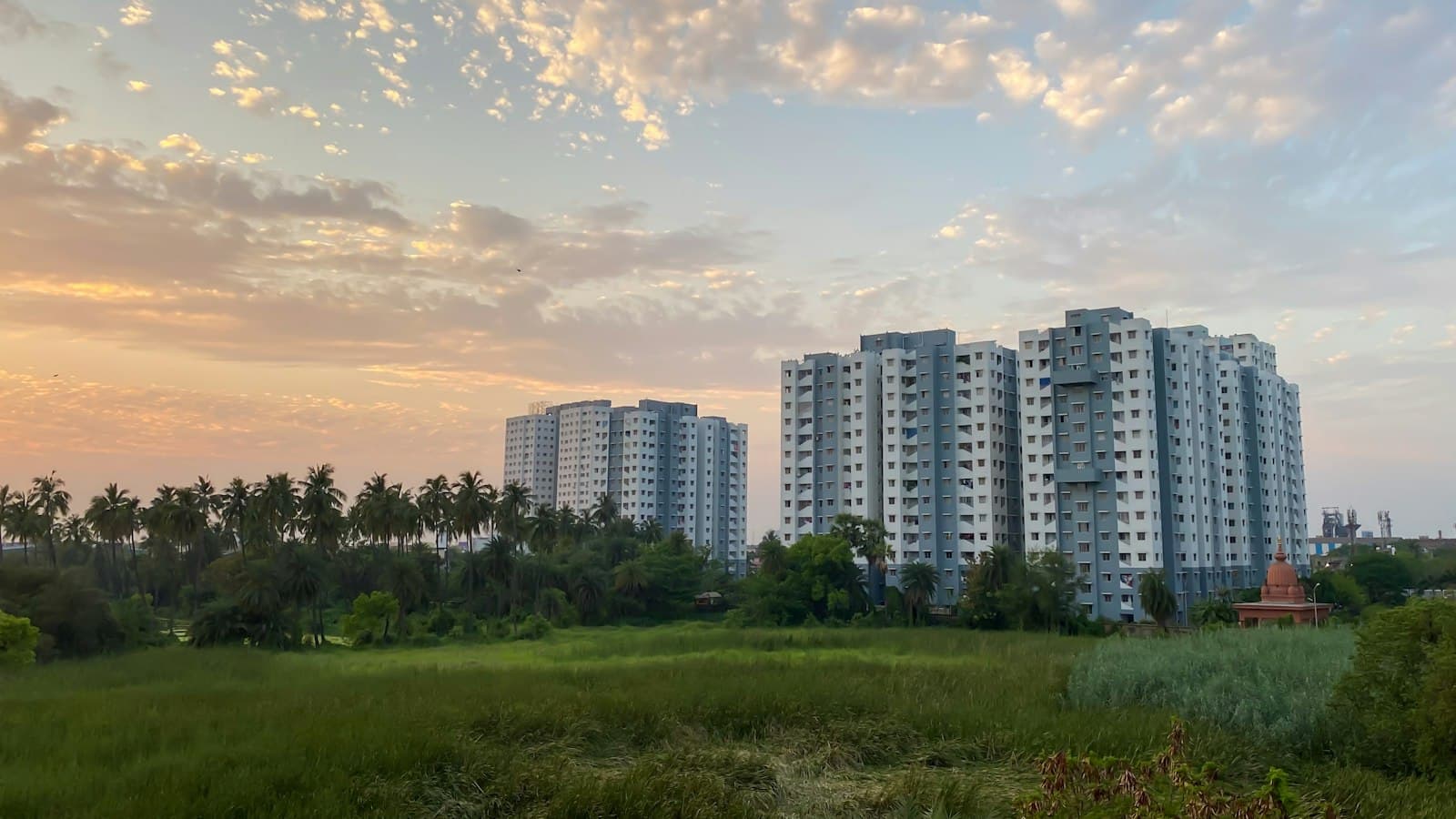Open grassland at sunrise with palm trees and high-rise apartment towers beyond